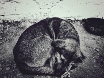 Close-up of dog sleeping