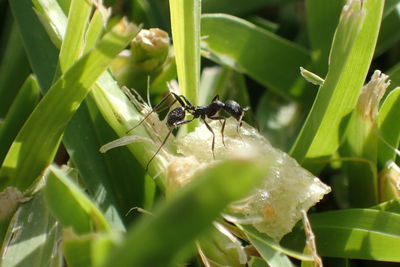 Close-up of insect on leaf