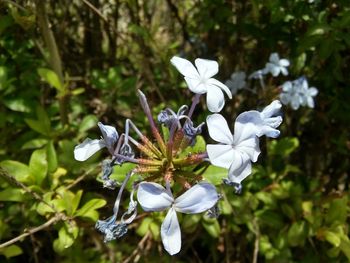 Close-up of white flowers blooming outdoors