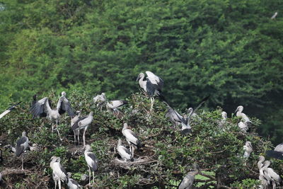 Birds perching on a tree