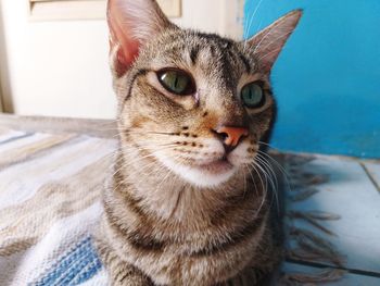 Close-up portrait of a cat