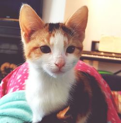 Close-up portrait of cat