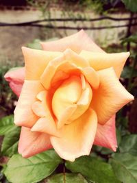 Close-up of rose plant