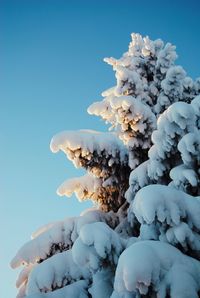 Close-up of frozen tree against clear blue sky