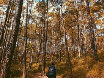 Rear view of person amidst trees in forest during autumn