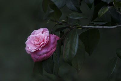 Close-up of pink rose