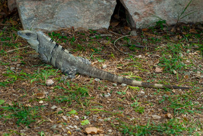 Side view of a reptile in a forest