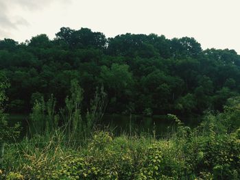 Scenic view of lake amidst trees in forest against sky