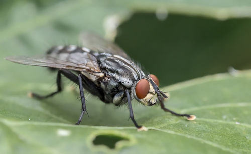 Macro shot of fly on leaf