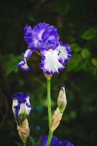 Close-up of purple iris blooming outdoors