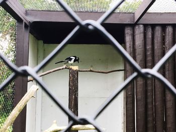 Bird perching on chainlink fence