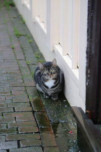 High angle portrait of cat sitting on wet street