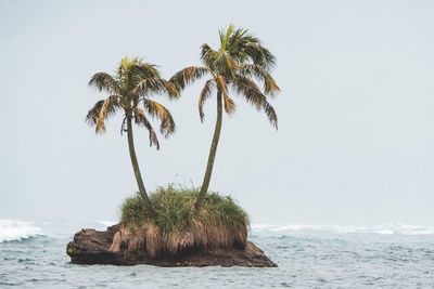 Palm trees by sea against clear sky