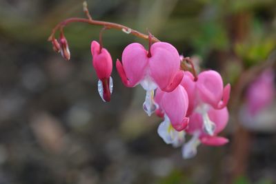 Close-up of pink cherry blossom