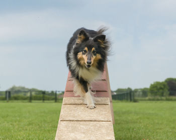 Shetland sheepdog walking on an agility dog walk seen from the front in a low angle