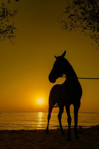 Silhouette horse standing on sea shore during sunset