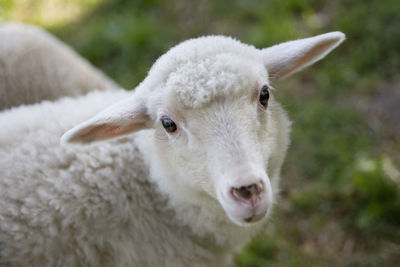 Close-up of sheep