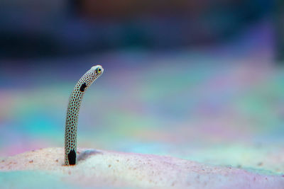 Close-up of a lizard on rock