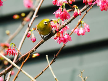 Close-up of bird perching on branch