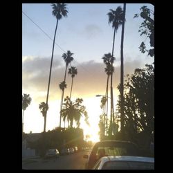 Palm trees at sunset