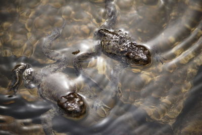 High angle view of turtle in sea