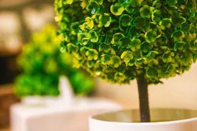 Close-up of fresh green plant in pot