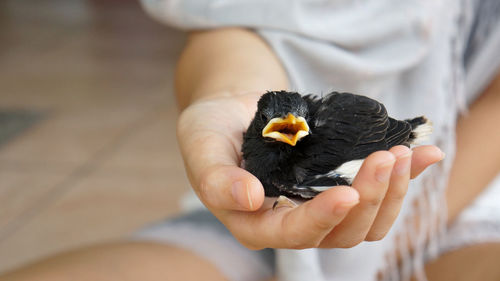 Close-up of hand holding bird