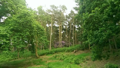 Trees in forest against sky