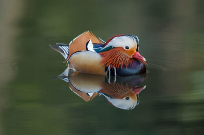 Close-up of duck on water