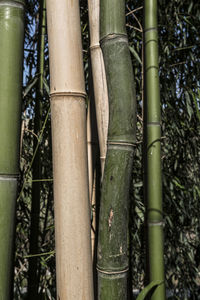 Close-up of bamboo plant