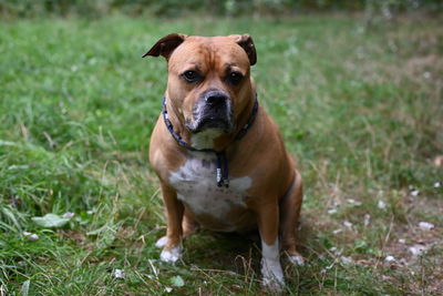 Brown staffordshire dog sitting in a park in egmond aan zee looking at the camera