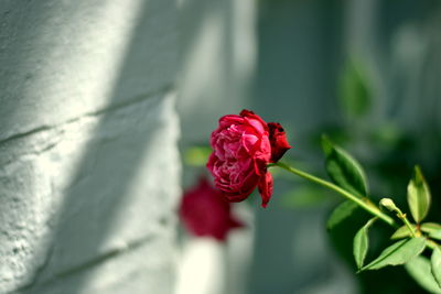 Close-up of red rose blooming outdoors