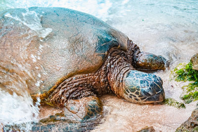 Hawaiian green turtle going to sand 