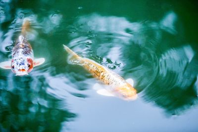 Close-up of koi carps swimming in water