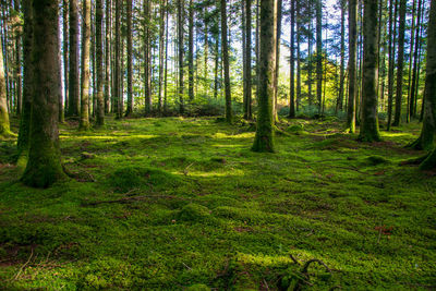 Pine trees in forest