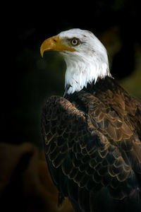 Close-up of eagle