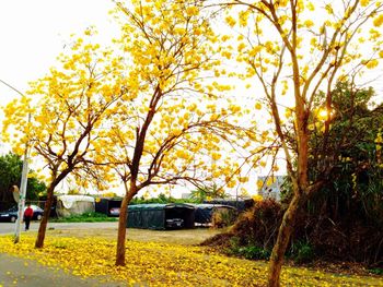 View of trees on road