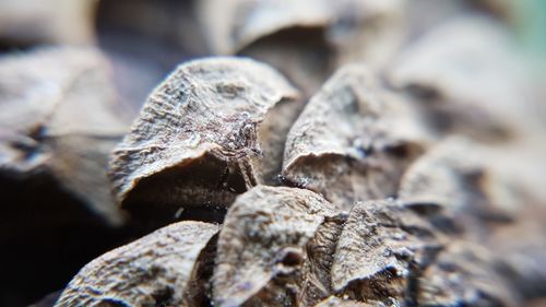 Close-up of lizard on dry leaf