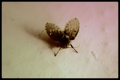 Close-up of insect