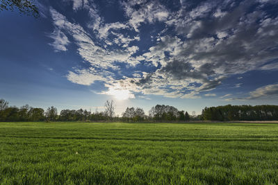 Scenic view of field against sky