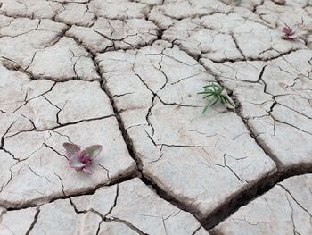 Desert succulents 