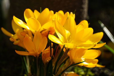 Close-up of yellow crocus blooming outdoors