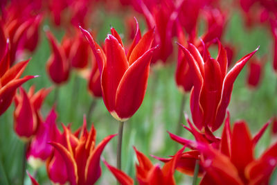 Close-up of red tulip flowers on field