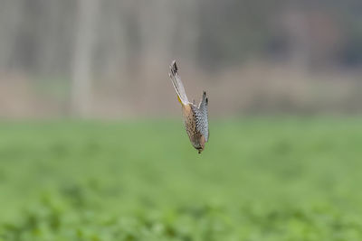 Butterfly on field