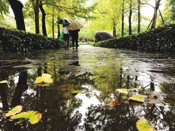 Wet road amidst trees in forest