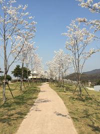 Footpath amidst trees against sky