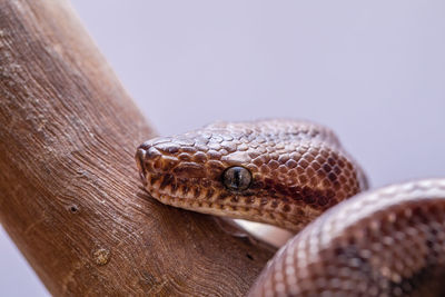 Close-up of lizard on wood