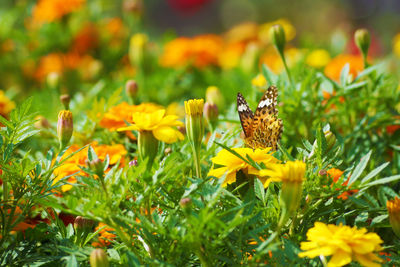 Close-up of butterfly pollinating on yellow flower