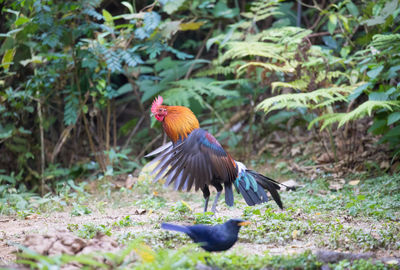 Peacock perching on rock