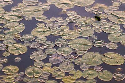 High angle view of lily pads floating on water